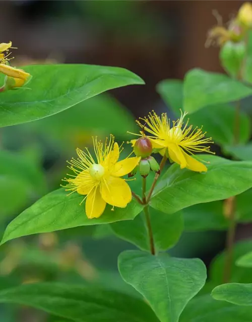 Hypericum perforatum