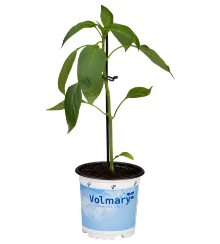 Gelbe Blockpaprika 'Beluga® Yellow'