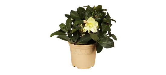 Schnittlauch 'Twiggy'