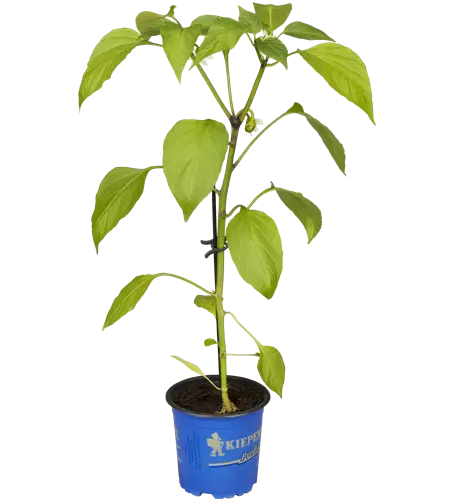 Snack-Paprika 'Lubega® Mini Orange'