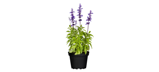 Mehliger Salbei 'Farina® Violet'