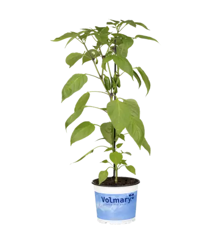 Snack-Paprika 'Lubega® Mini Red'