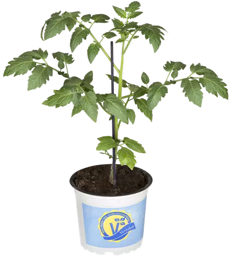 Datteltomate 'Mirado® Red'