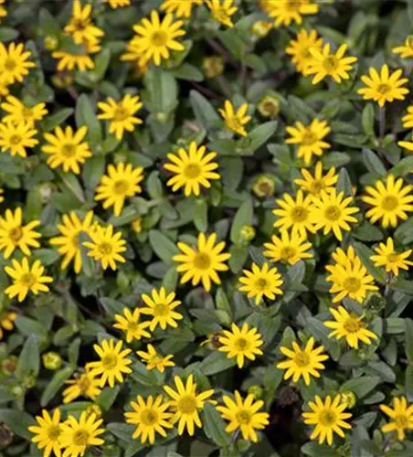 Husarenknopf 'Solaris® Yellow'