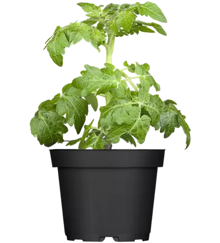 Zwerg-Tomate 'Primagold'®
