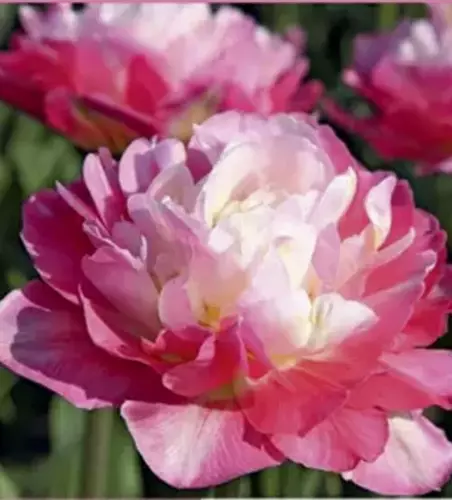 Tulpe 'Double Sugar' 
