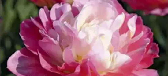 Tulpe 'Double Sugar' 