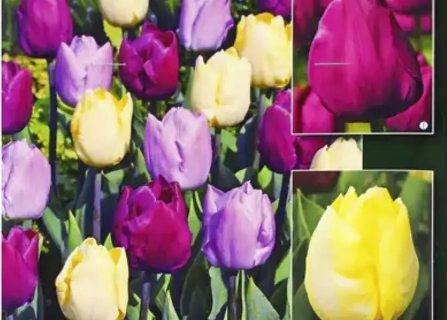 Tulpen-Mix 'Lila Pause, ich liebe es '