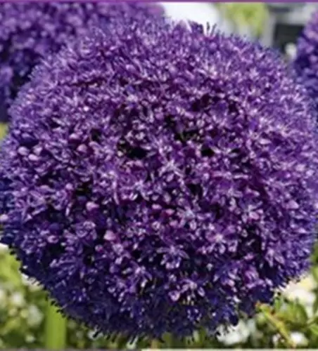 Zierlauch (Allium) 'Ambassador'