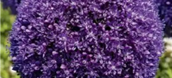 Zierlauch (Allium) 'Ambassador'
