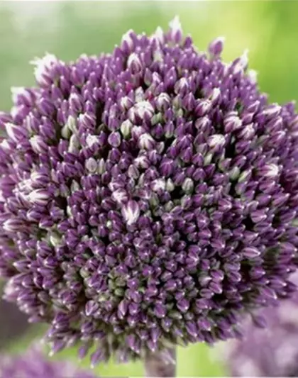 Zierlauch (Allium) 'Summer Drummer'