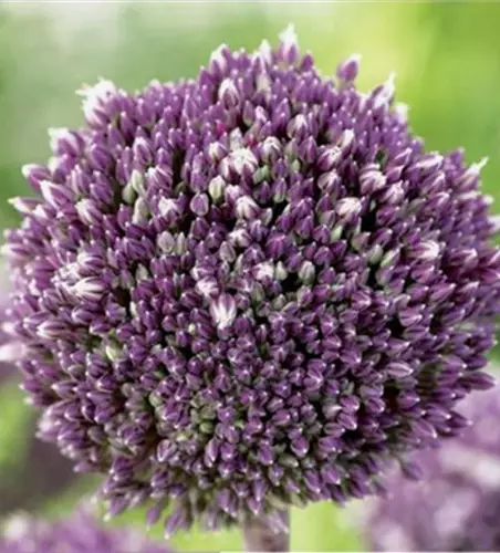 Zierlauch (Allium) 'Summer Drummer'