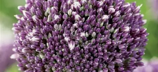 Zierlauch (Allium) 'Summer Drummer'