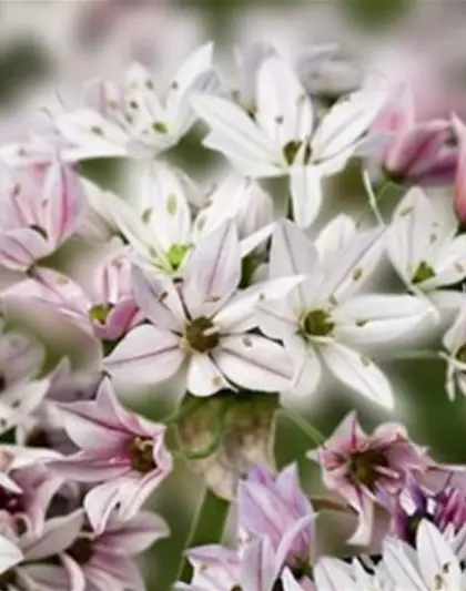 Zierlauch 'Cameleon' (Allium)