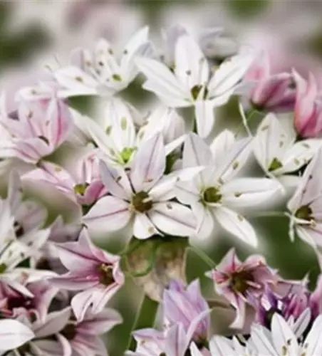 Zierlauch 'Cameleon' (Allium)