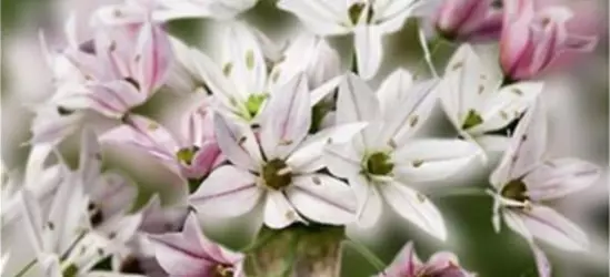 Zierlauch 'Cameleon' (Allium)