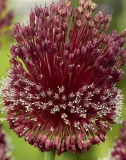 Zierlauch 'Red Mohican' (Allium)