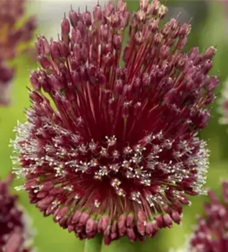 Zierlauch 'Red Mohican' (Allium)