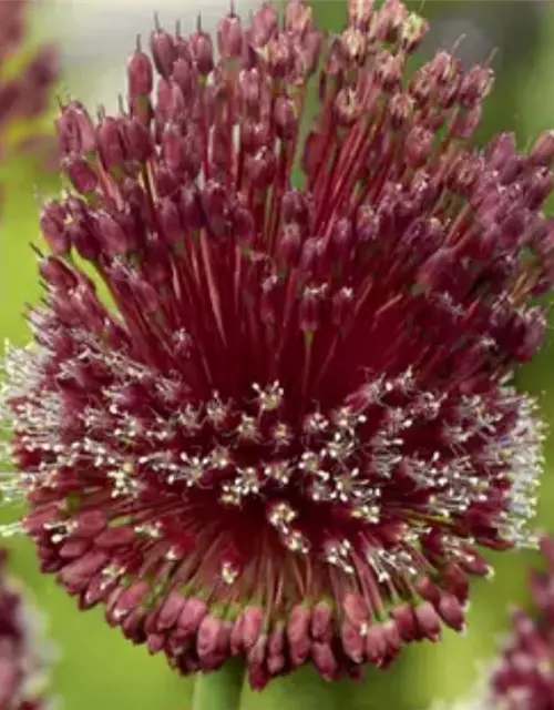 Zierlauch 'Red Mohican' (Allium)