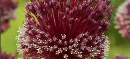 Zierlauch 'Red Mohican' (Allium)