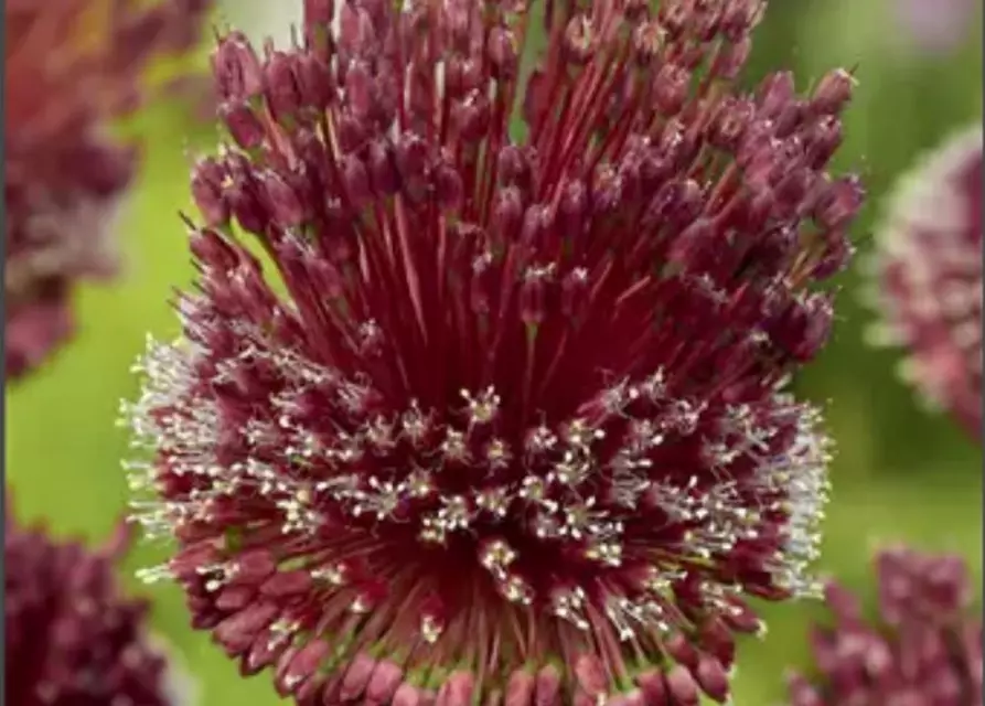 Zierlauch 'Red Mohican' (Allium)