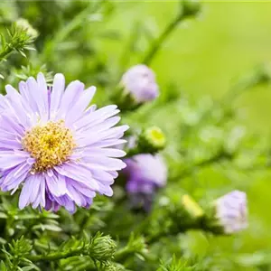 Zwiebeln, Knollen und Co. Zwiebeln, Knollen und Co.