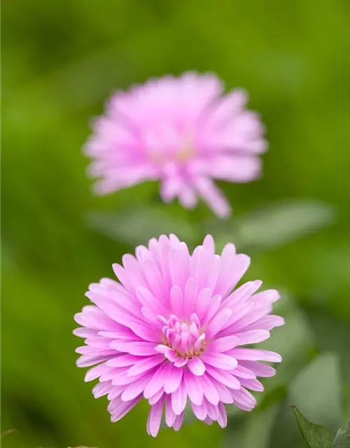 Aster novi-belgii, rosa