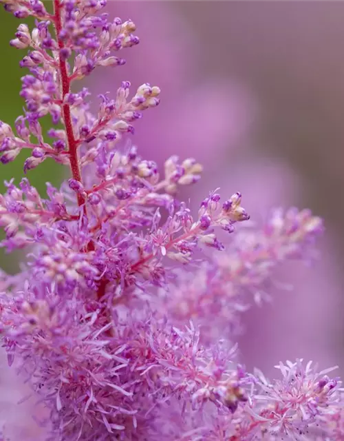 Astilbe x arendsii, rosa