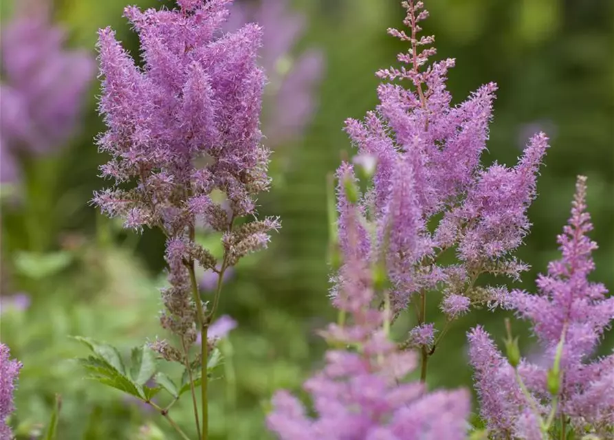 Astilbe x arendsii, rosa