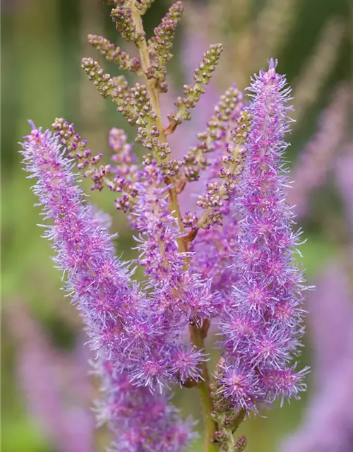 Astilbe x arendsii, rosa