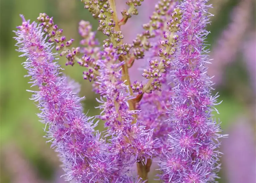 Astilbe x arendsii, rosa