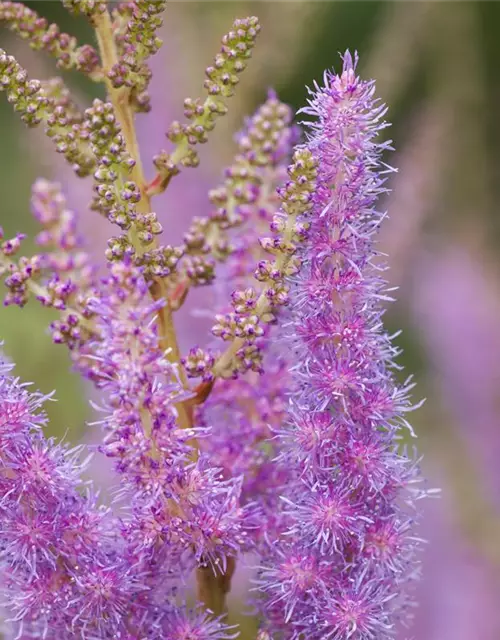 Astilbe x arendsii, rosa