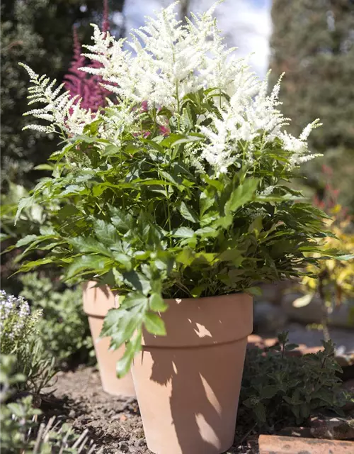 Astilbe x arendsii