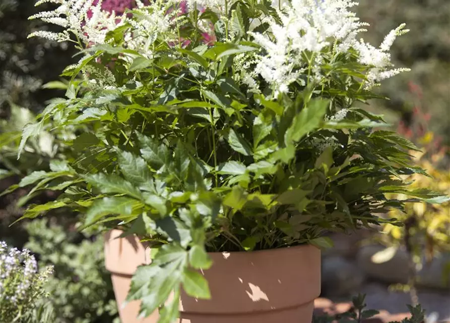 Astilbe x arendsii