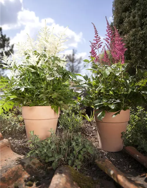 Astilbe x arendsii