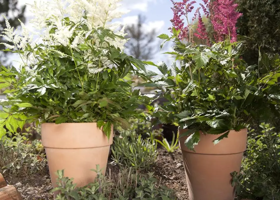 Astilbe x arendsii
