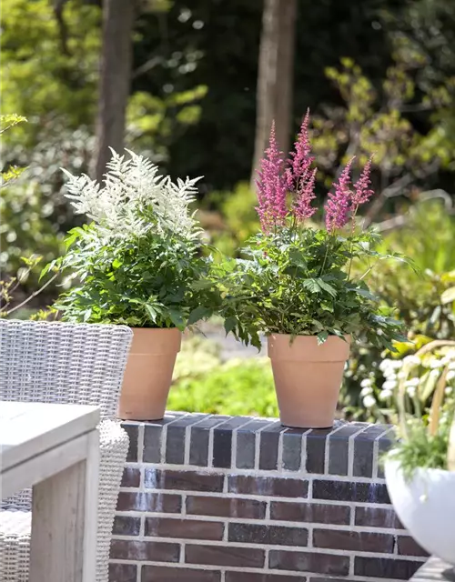 Astilbe x arendsii