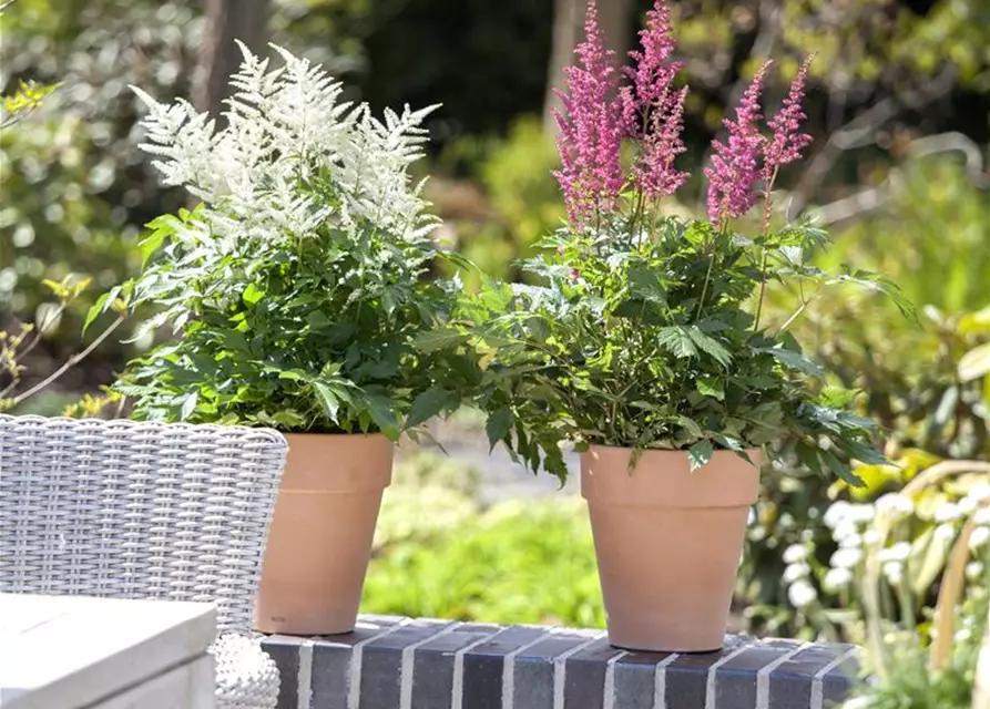 Astilbe x arendsii