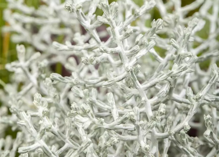 Stacheldrahtpflanze