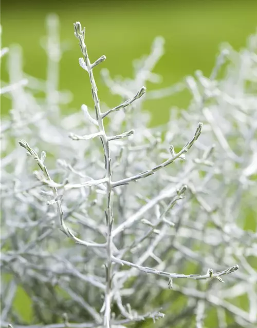 Stacheldrahtpflanze