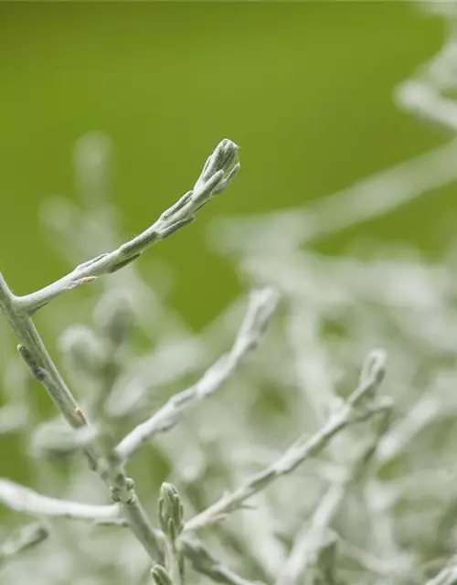 Stacheldrahtpflanze