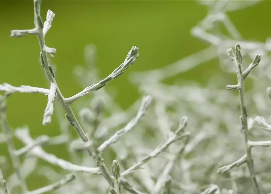 Stacheldrahtpflanze