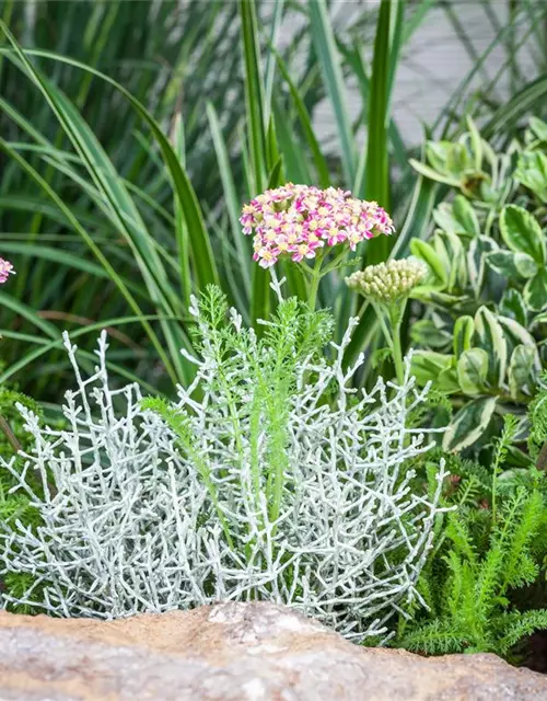 Stacheldrahtpflanze