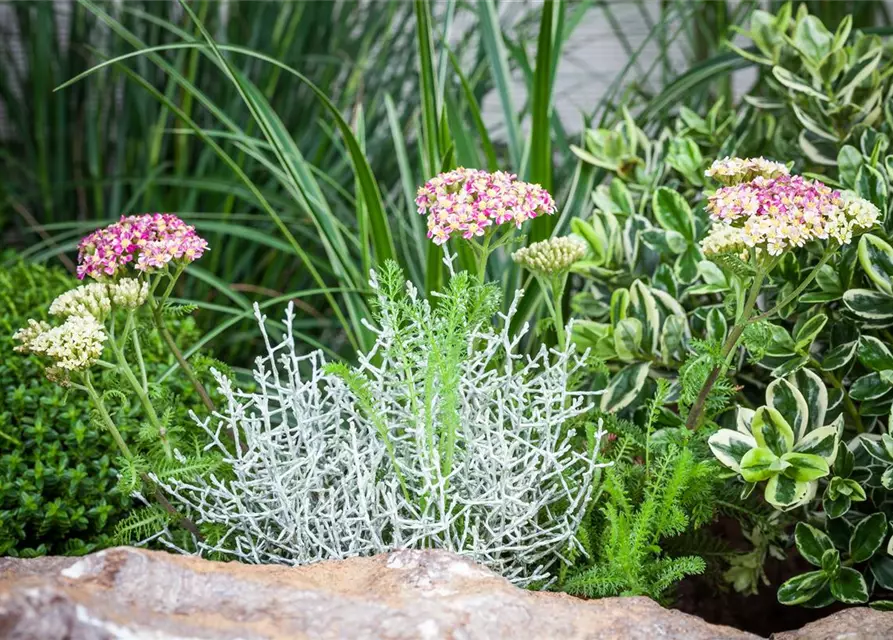 Stacheldrahtpflanze