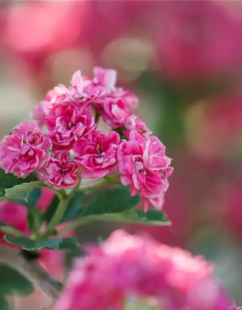 Crataegus laevigata 'Paul´s Scarlet'