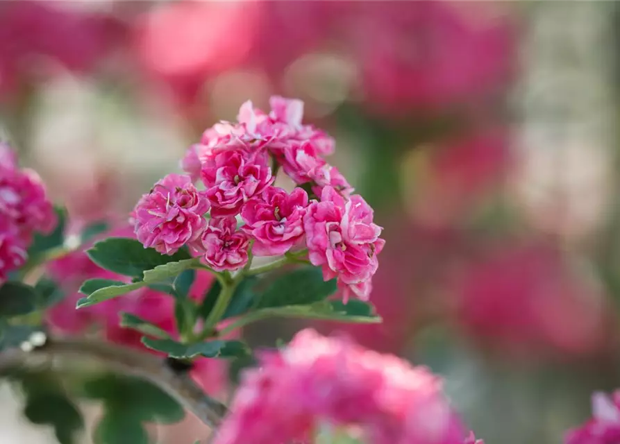 Crataegus laevigata 'Paul´s Scarlet'