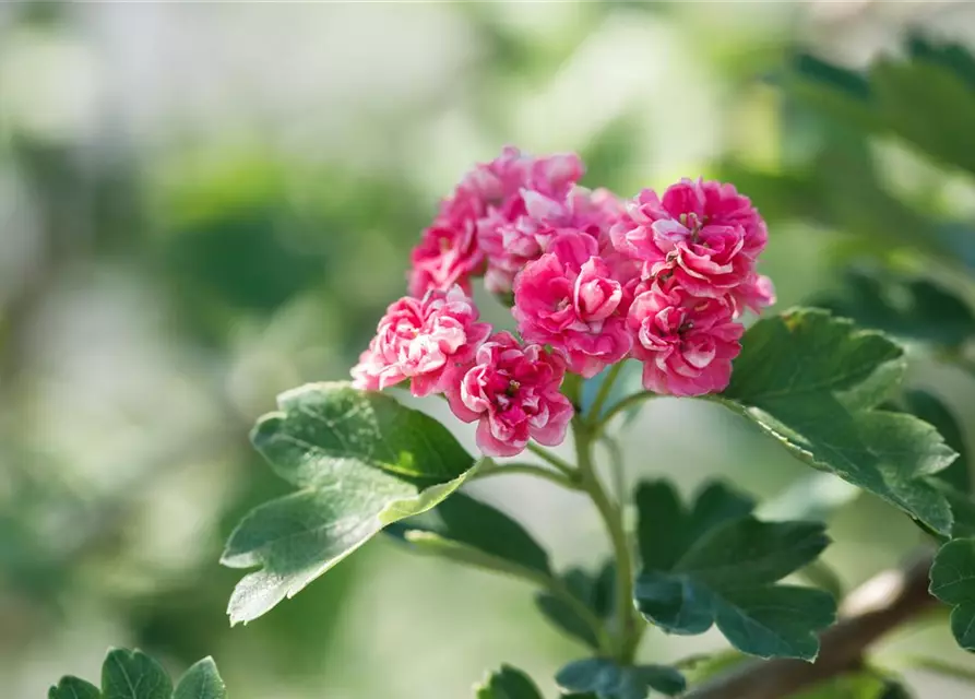 Crataegus laevigata 'Paul´s Scarlet'