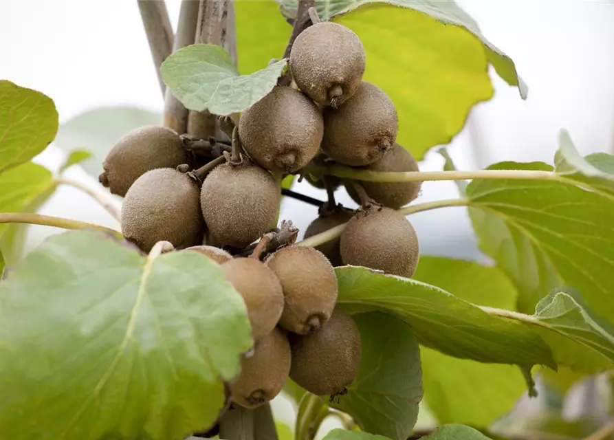 Actinidia chinensis 'Solissimo'®