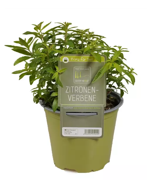 Zitronenverbene