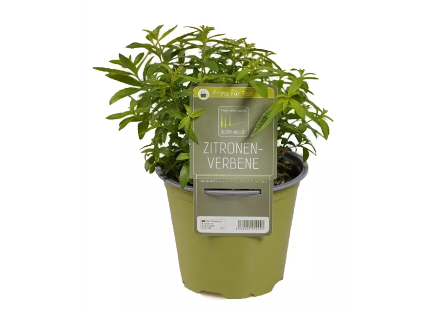 Zitronenverbene
